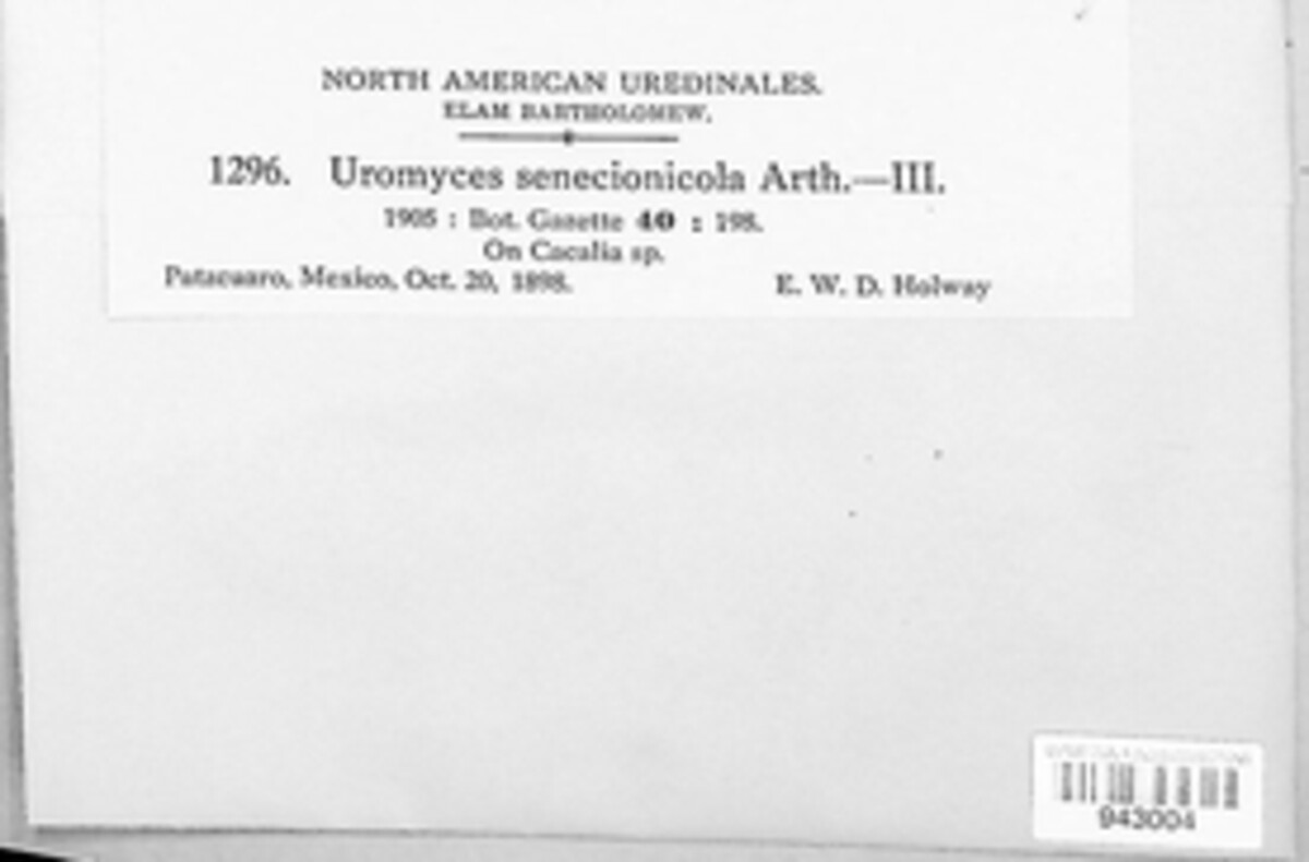 Uromyces senecionicola image